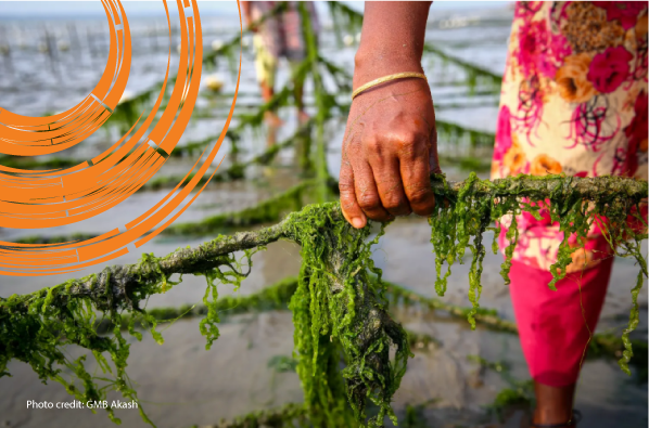 Innovision Collaborates with ILO for Sustainable Development of Sea Salt and Seaweed Industries in Cox’s Bazar